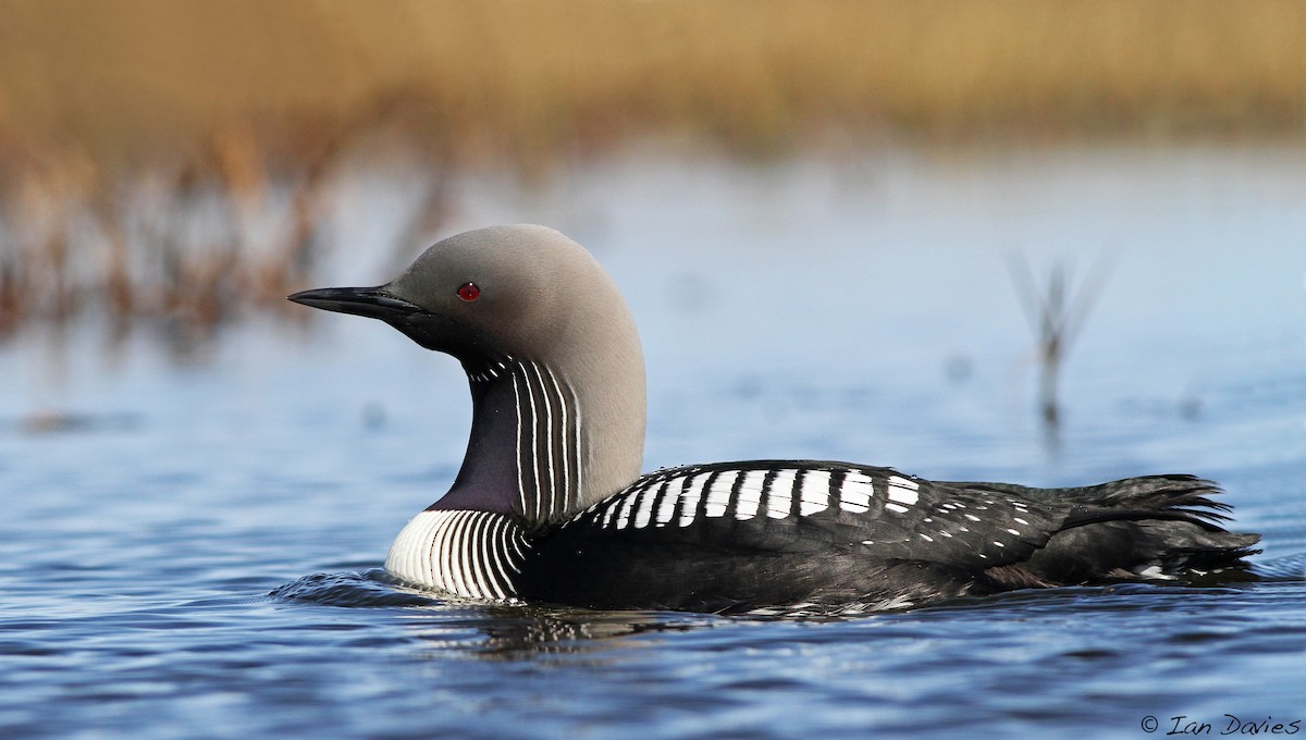 Pacific Loon - Ian Davies