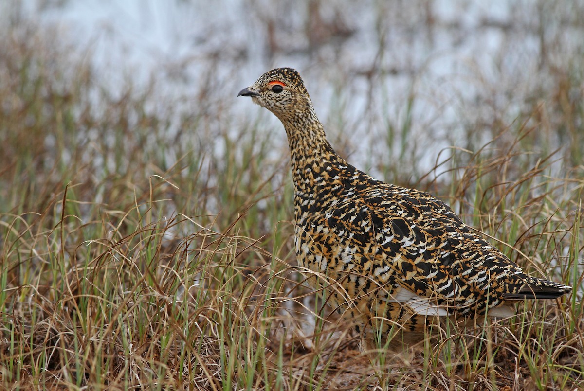 Rock Ptarmigan - Ian Davies