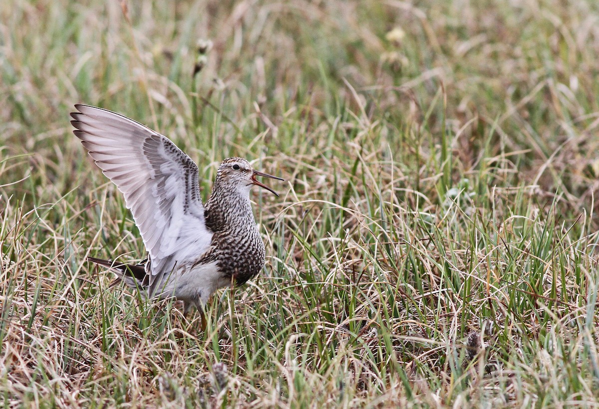 アメリカウズラシギ - ML31723831