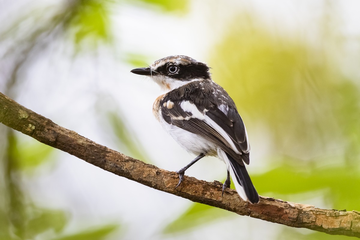 Pale Batis - ML317238401