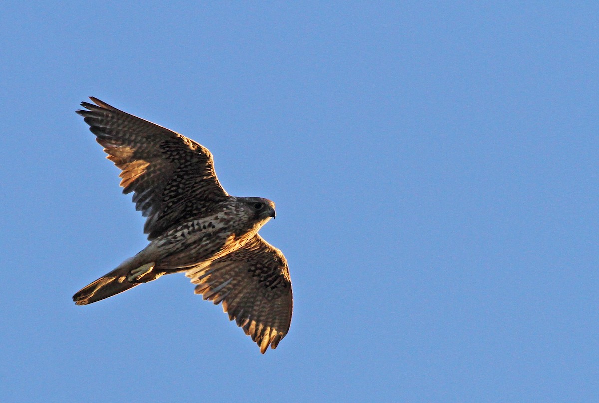 Gyrfalcon - Ian Davies