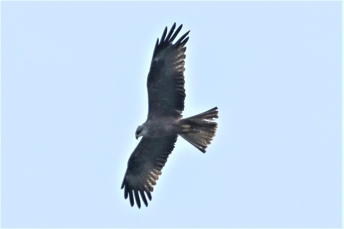 Western Marsh Harrier - ML317239351