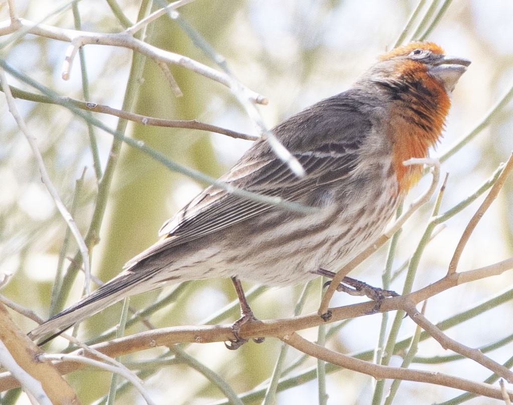 House Finch - ML317240201