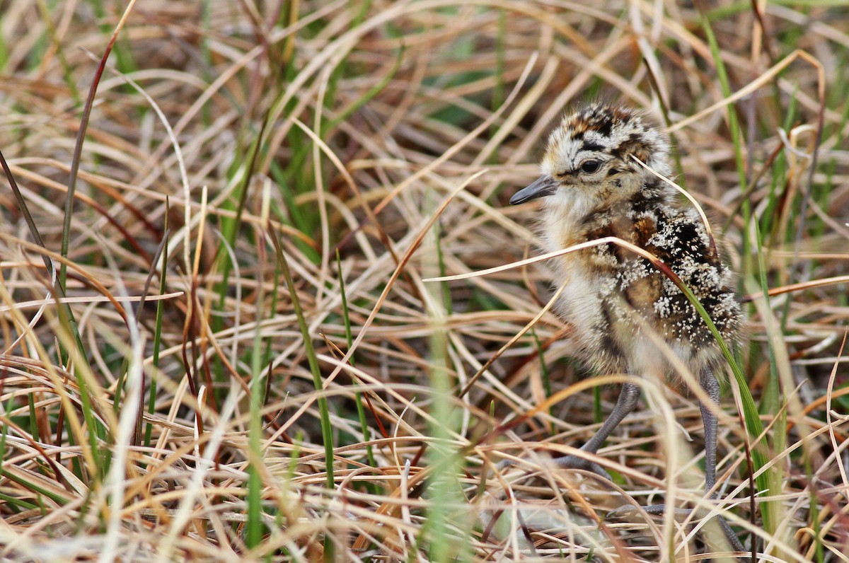 Semipalmated Sandpiper - ML31724071