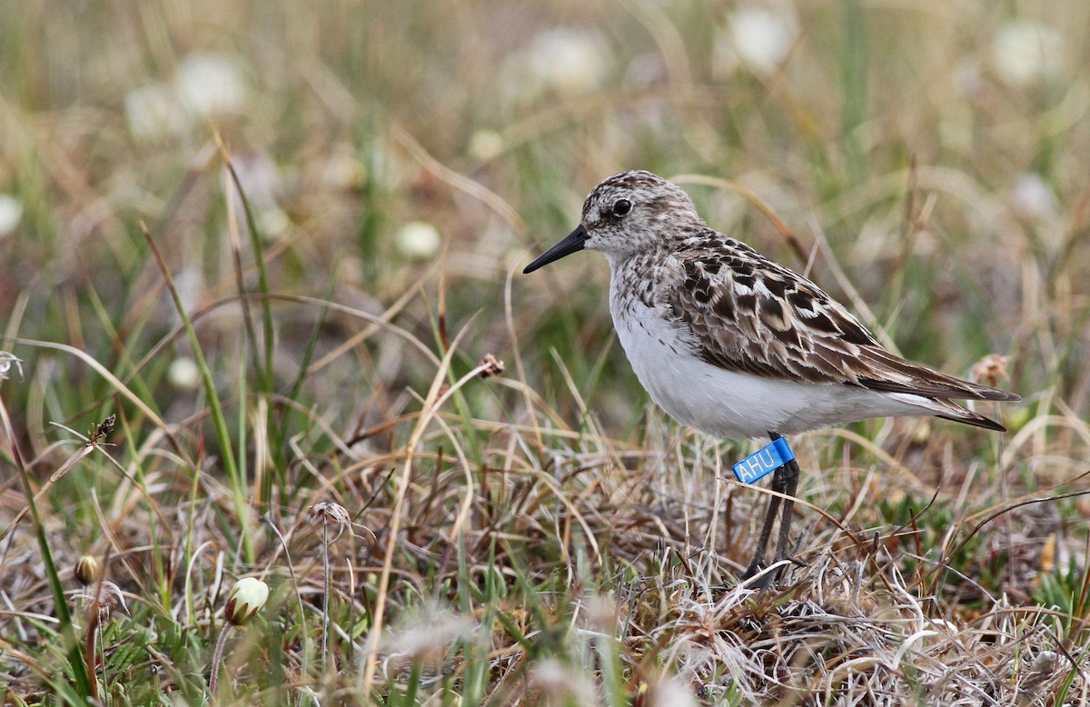 Semipalmated Sandpiper - Ian Davies