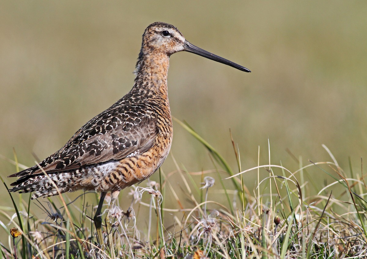Long-billed Dowitcher - ML31724431