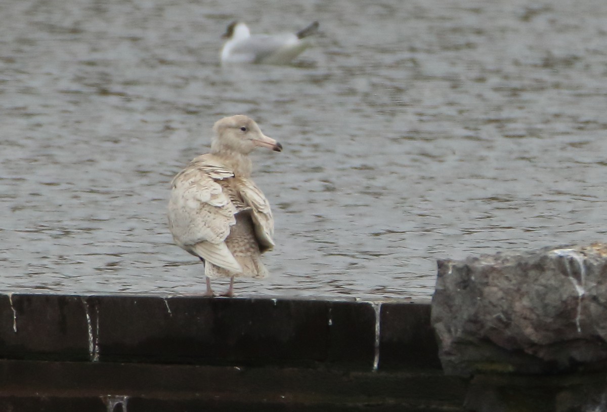 Glaucous Gull - ML317244521