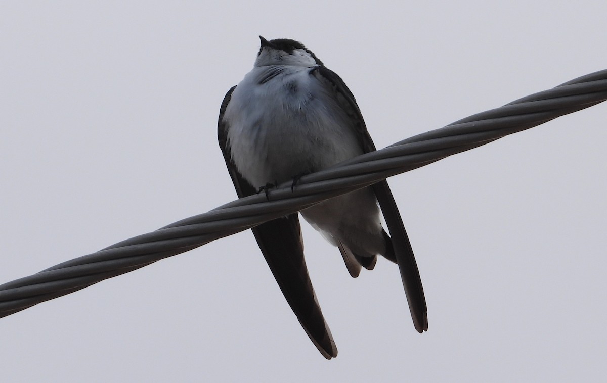 Violet-green Swallow - ML317245521