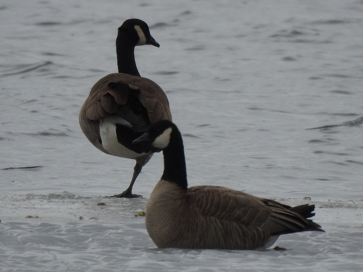 Cackling Goose - ML317247021