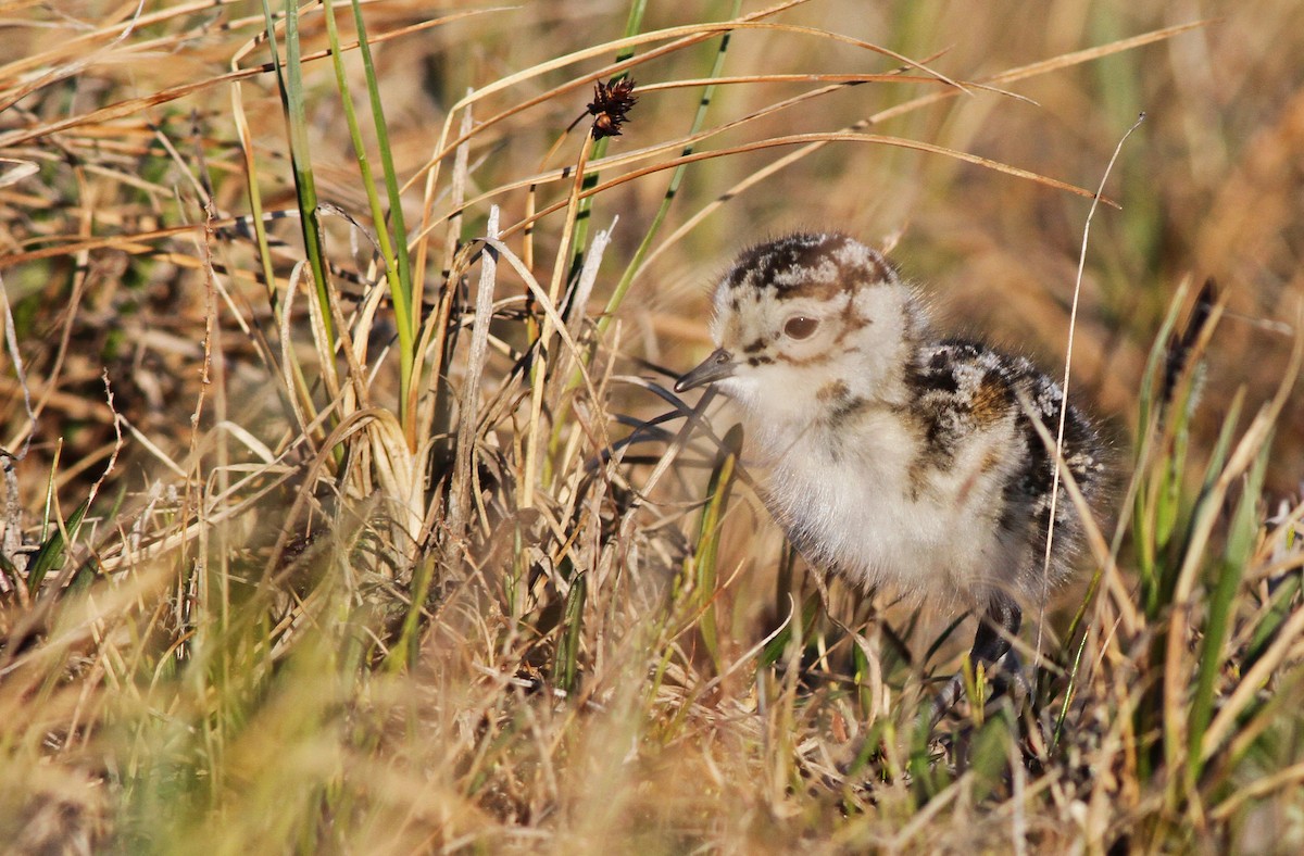 Buff-breasted Sandpiper - ML31724751