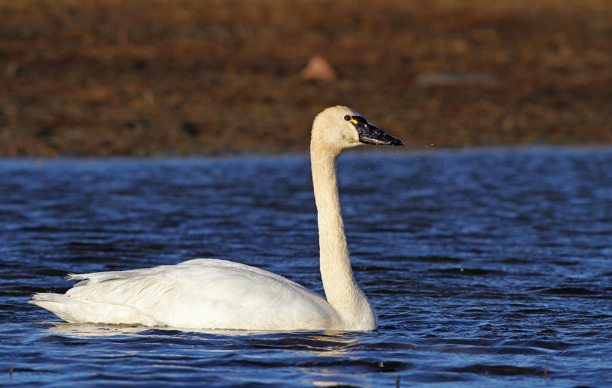 Tundra Swan - Ian Davies
