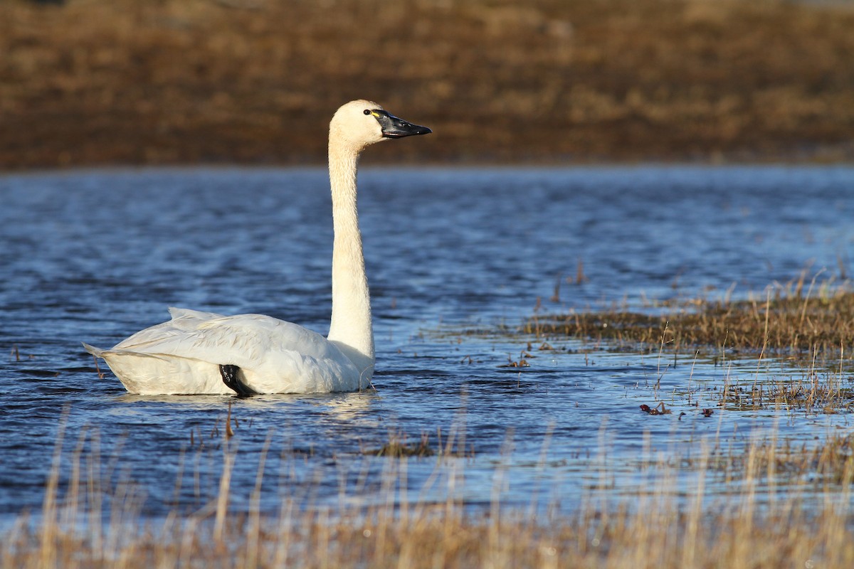 Tundra Swan - ML31724811