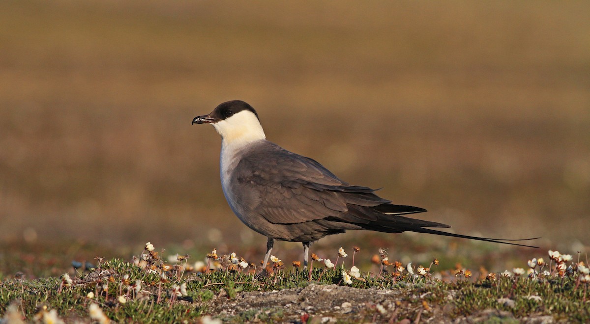 Long-tailed Jaeger - ML31724861