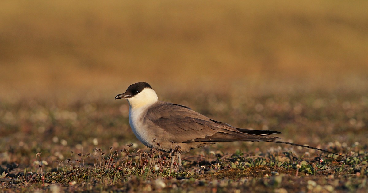 Long-tailed Jaeger - ML31724871