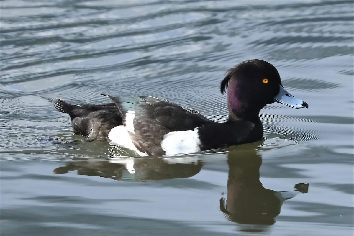 Tufted Duck - ML317249161