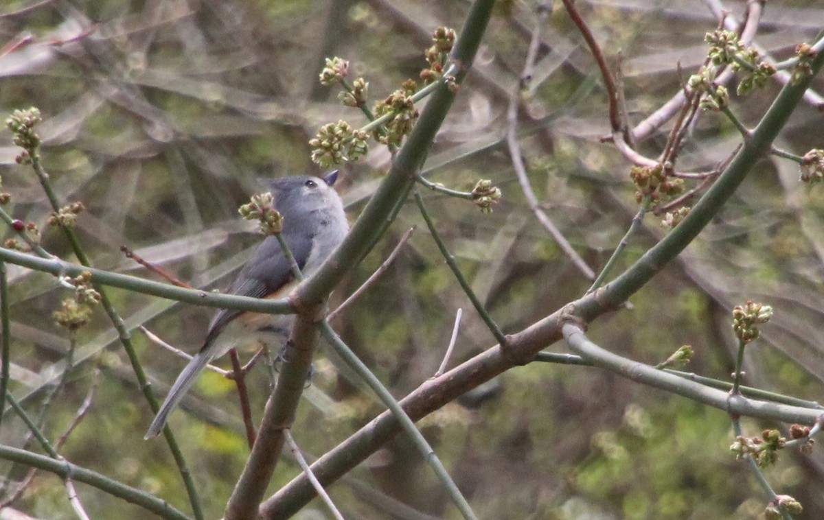 Tufted Titmouse - ML317250241