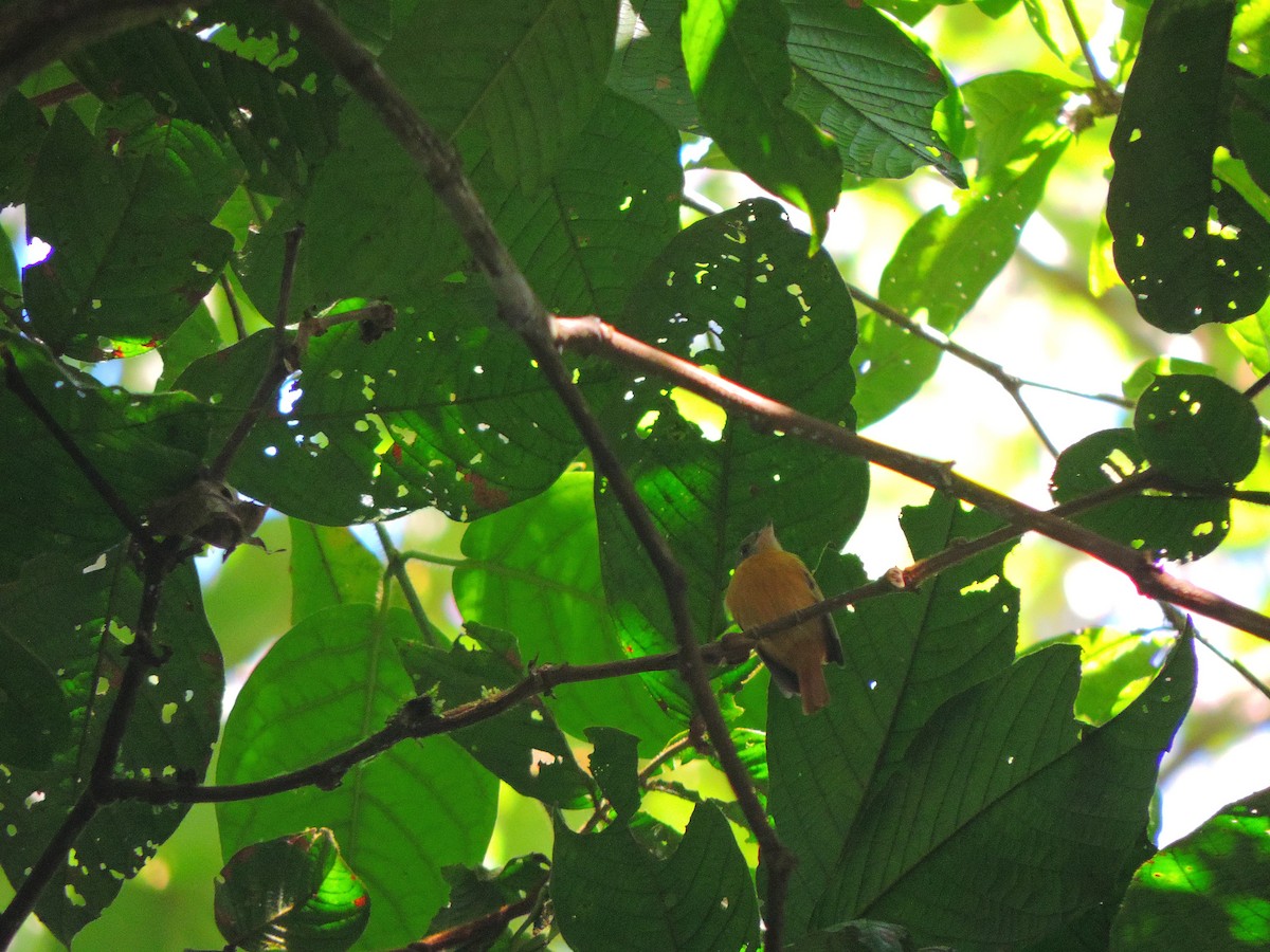 Ruddy-tailed Flycatcher - ML31725031