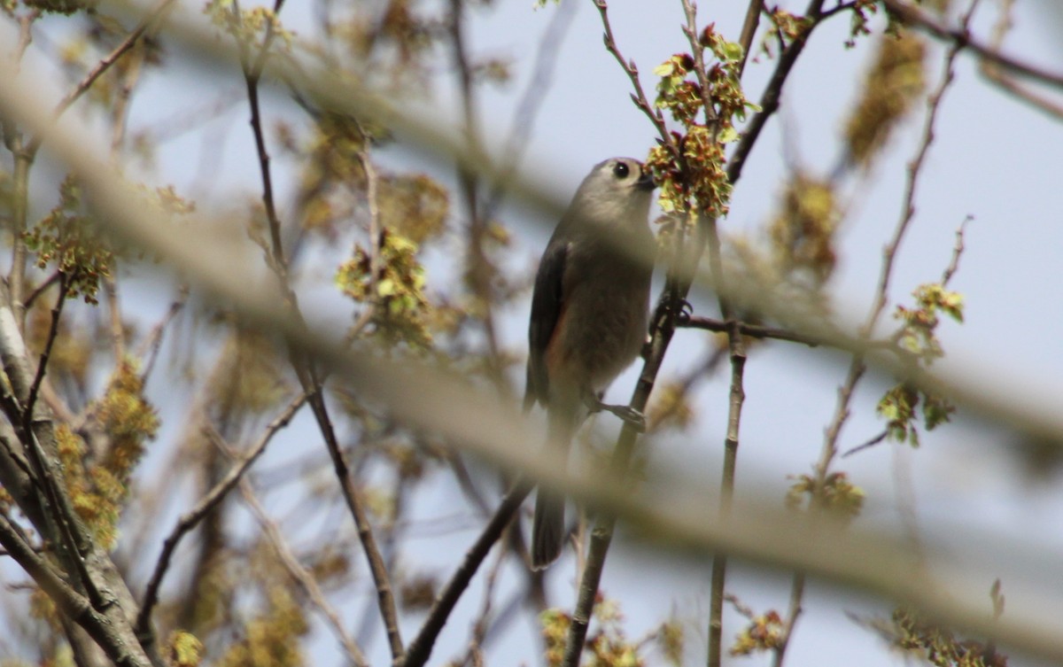 Tufted Titmouse - ML317250461