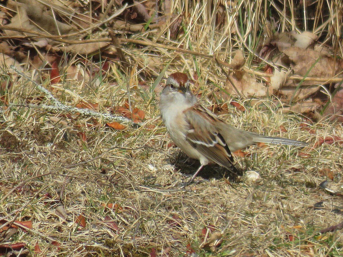 American Tree Sparrow - Laurel Amirault