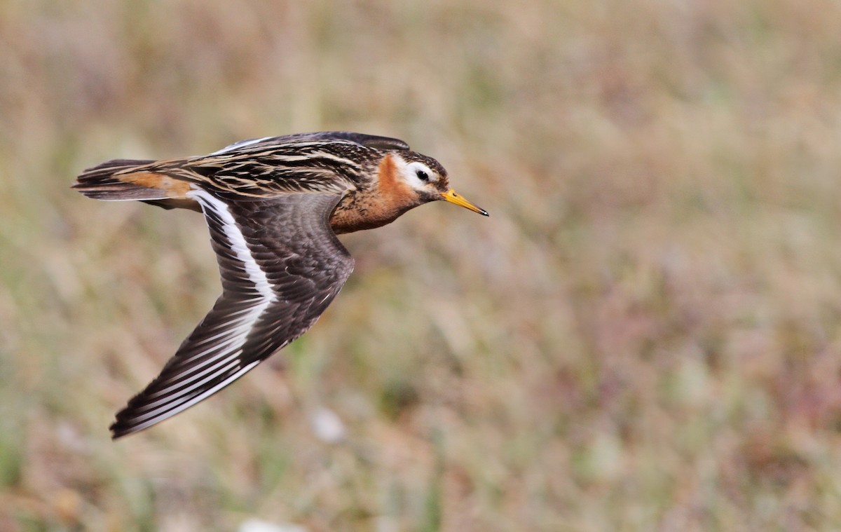 Red Phalarope - Ian Davies