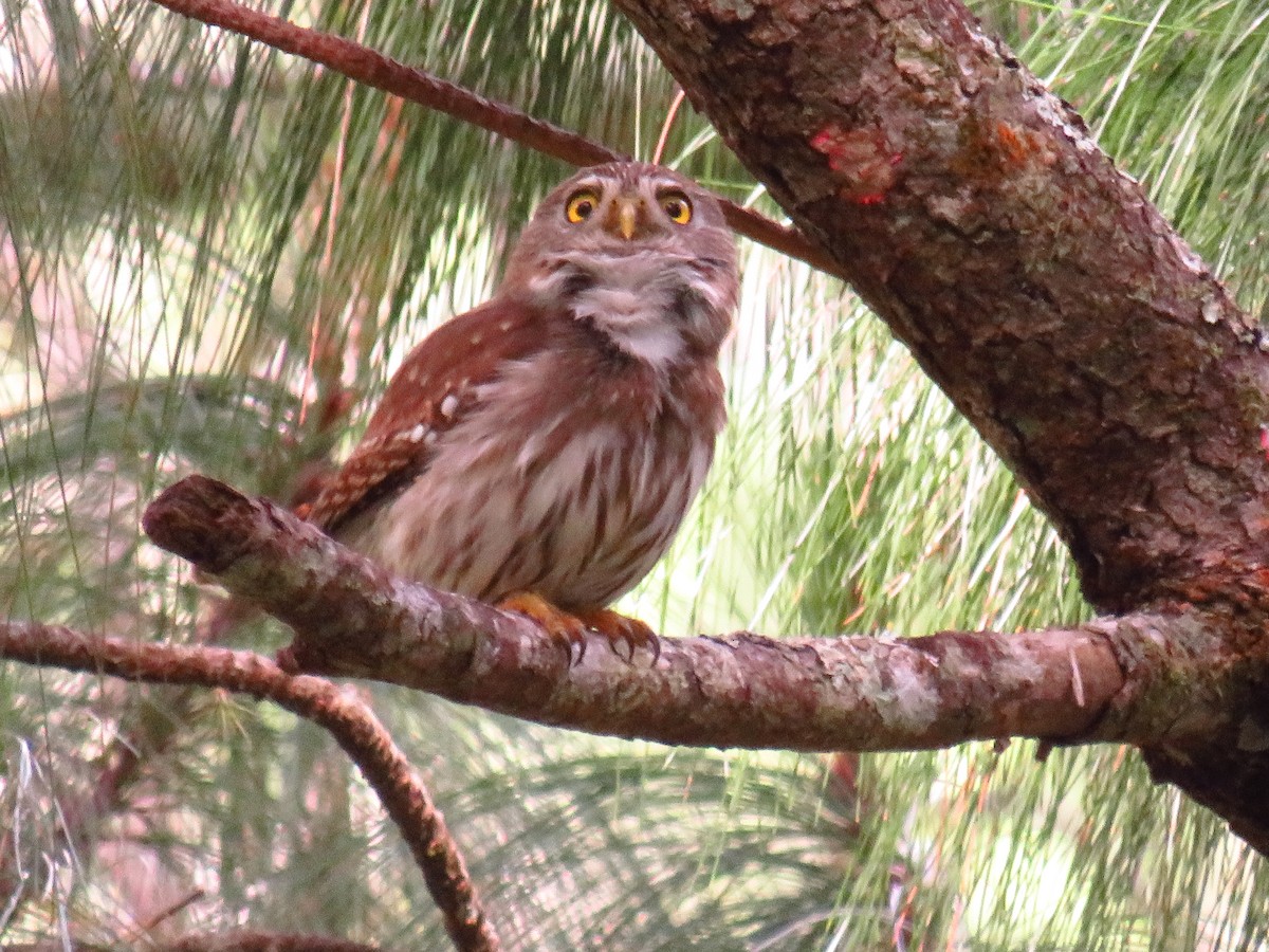 Ferruginous Pygmy-Owl - ML317254191