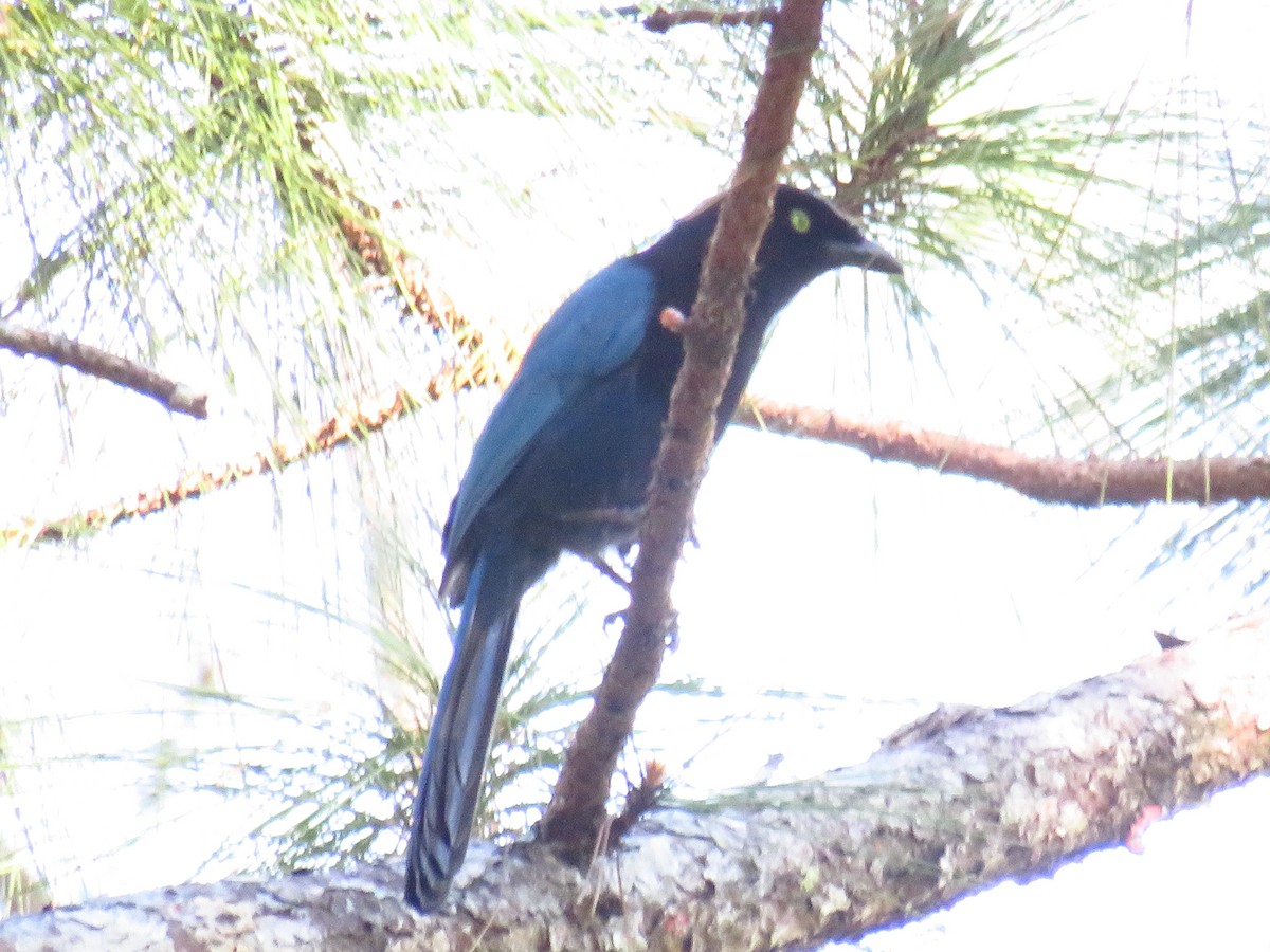 Bushy-crested Jay - ML317254531