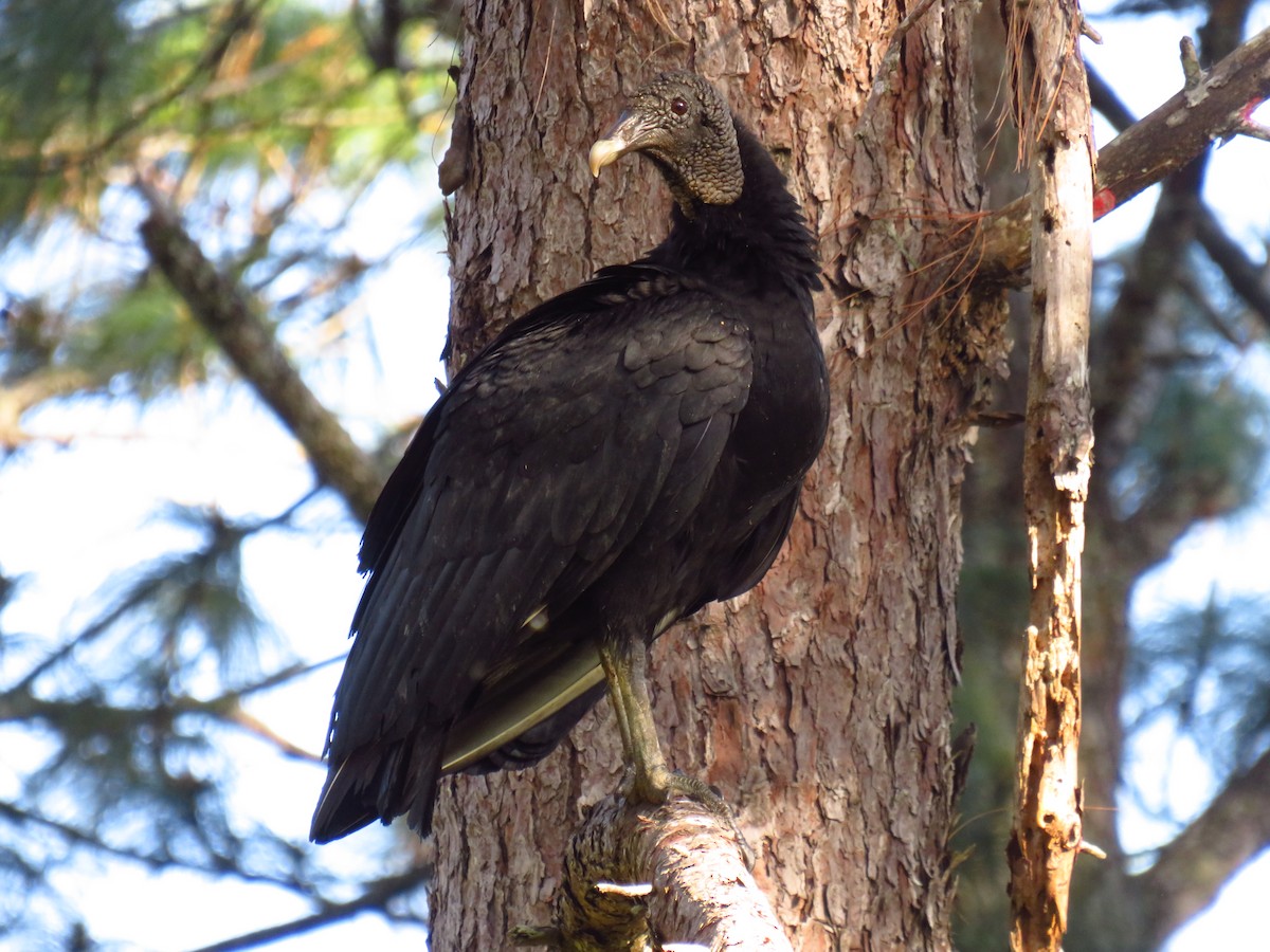 Black Vulture - ML317254701