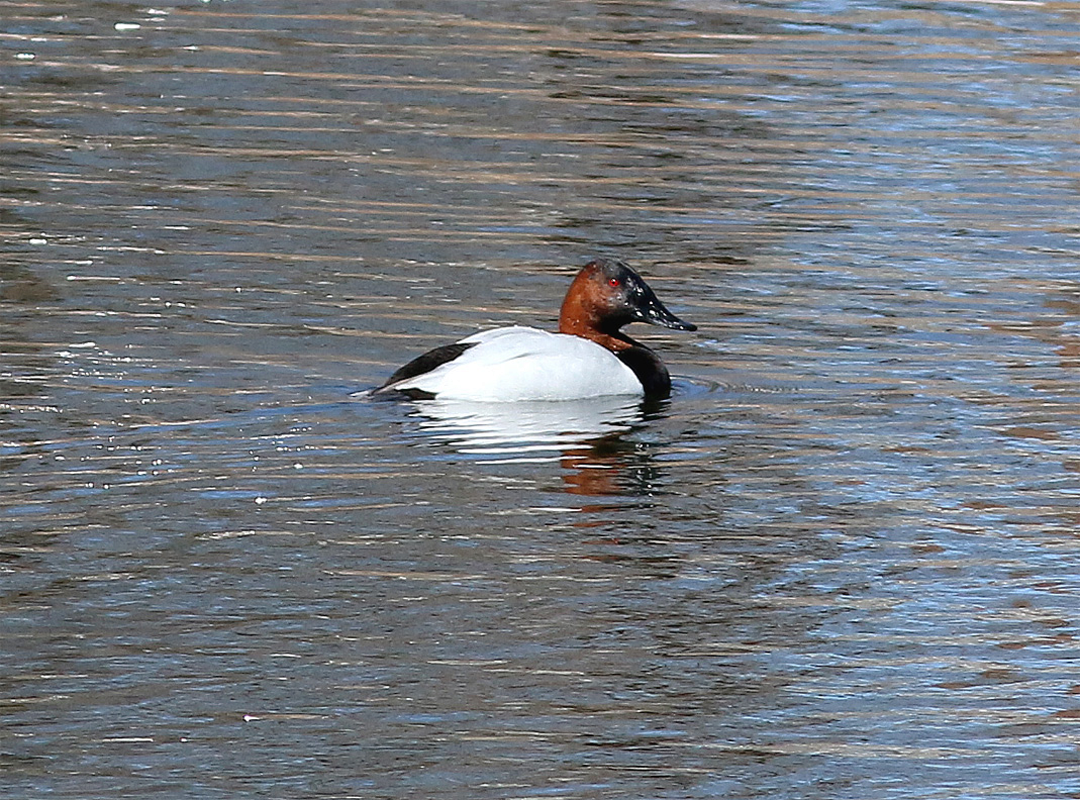 Canvasback - ML317256721