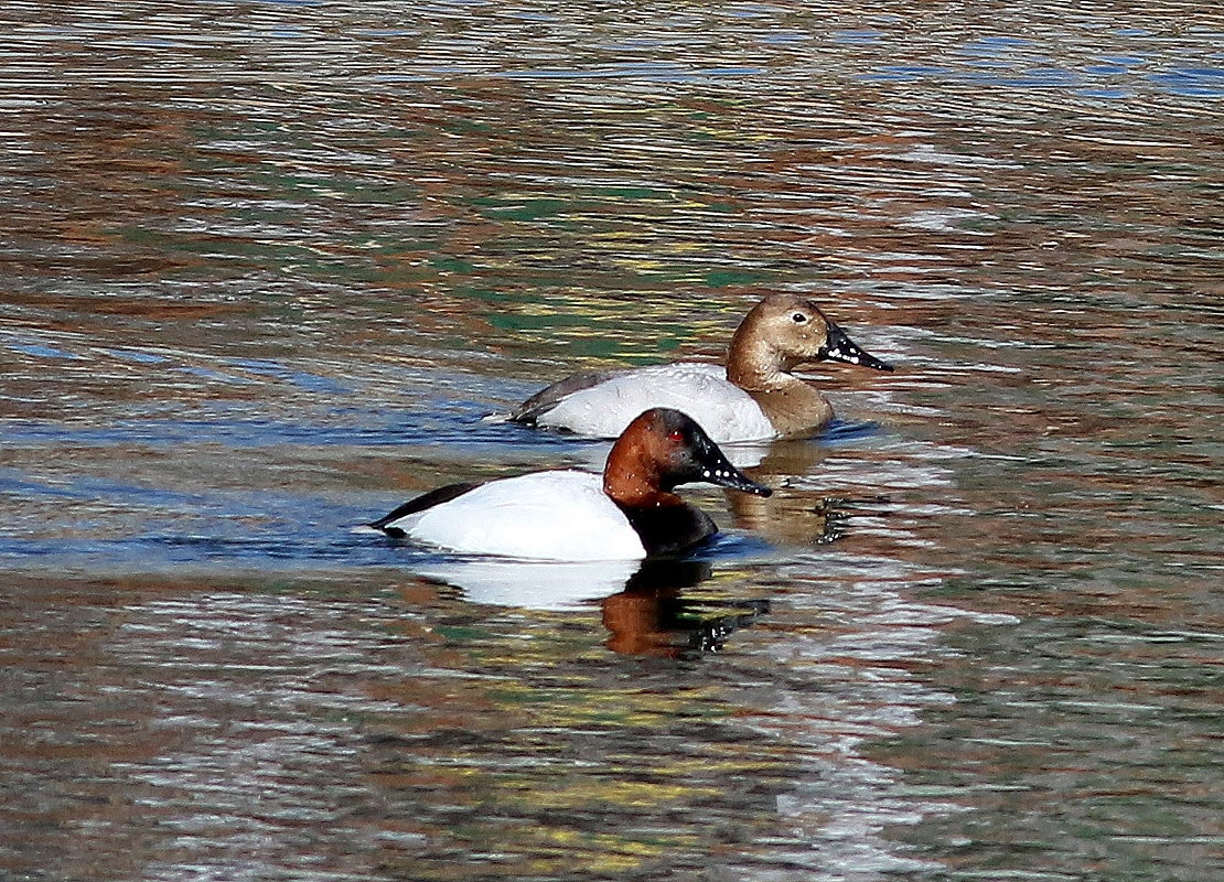 Canvasback - Mike Fahay