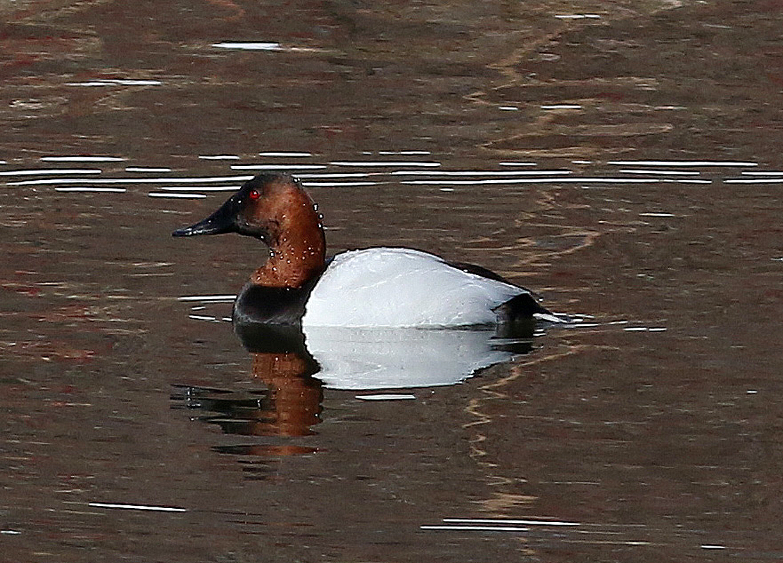 Canvasback - ML317256741