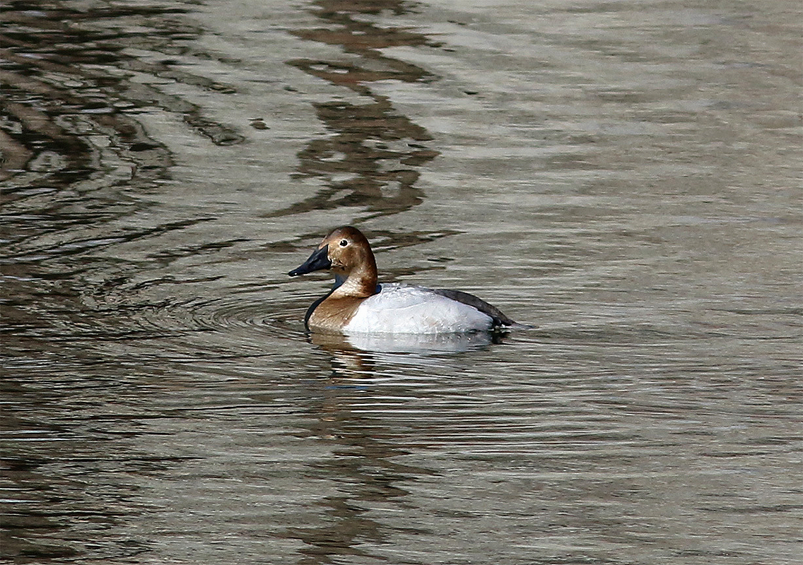 Canvasback - ML317256751