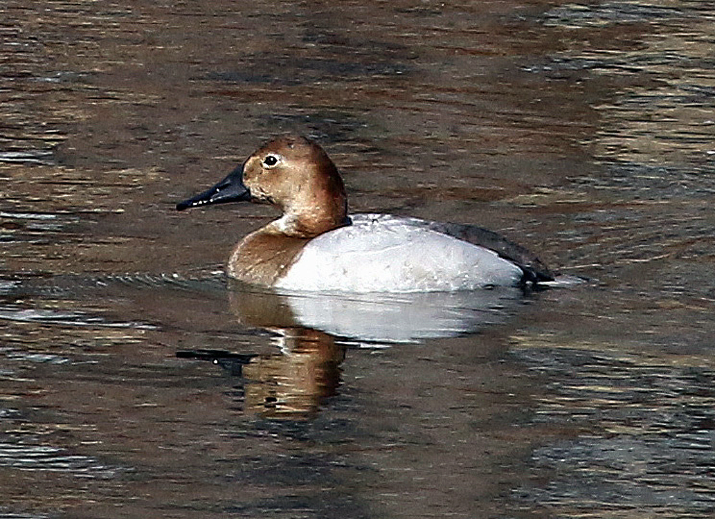 Canvasback - ML317256771