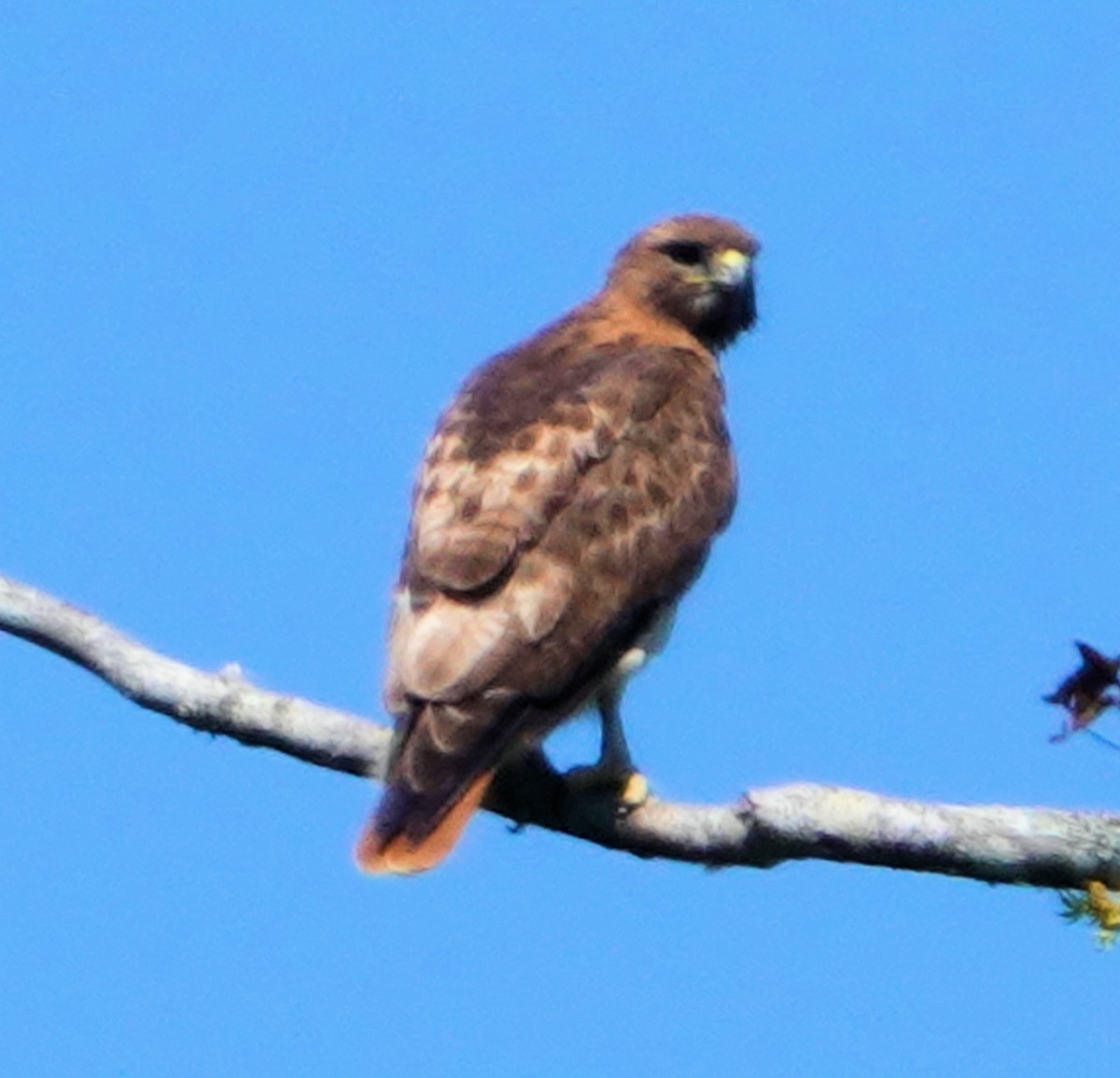 Red-tailed Hawk - ML317257451