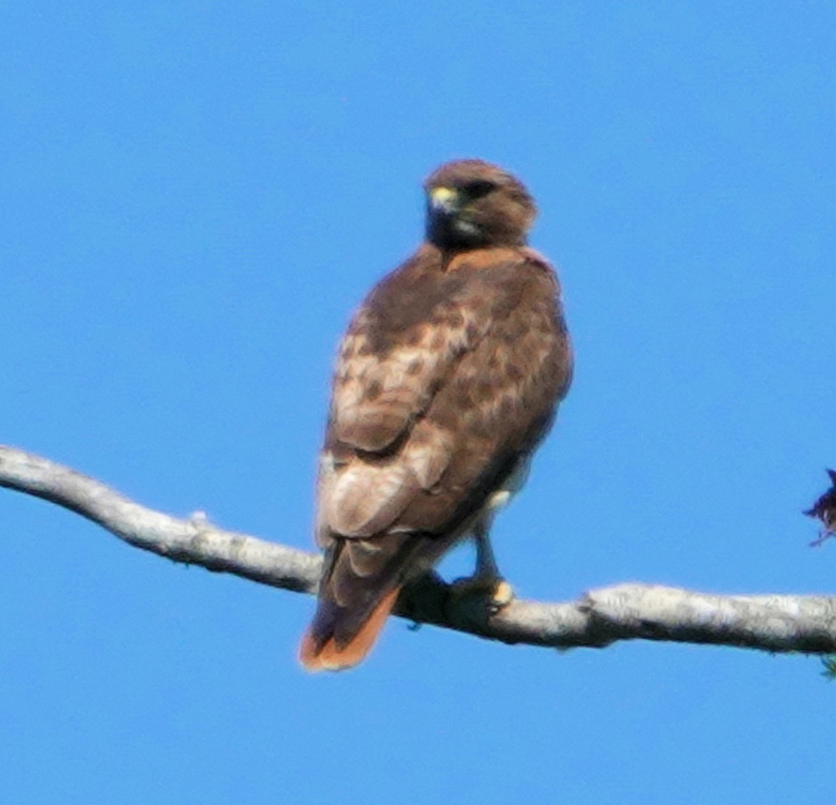 Red-tailed Hawk - ML317257461