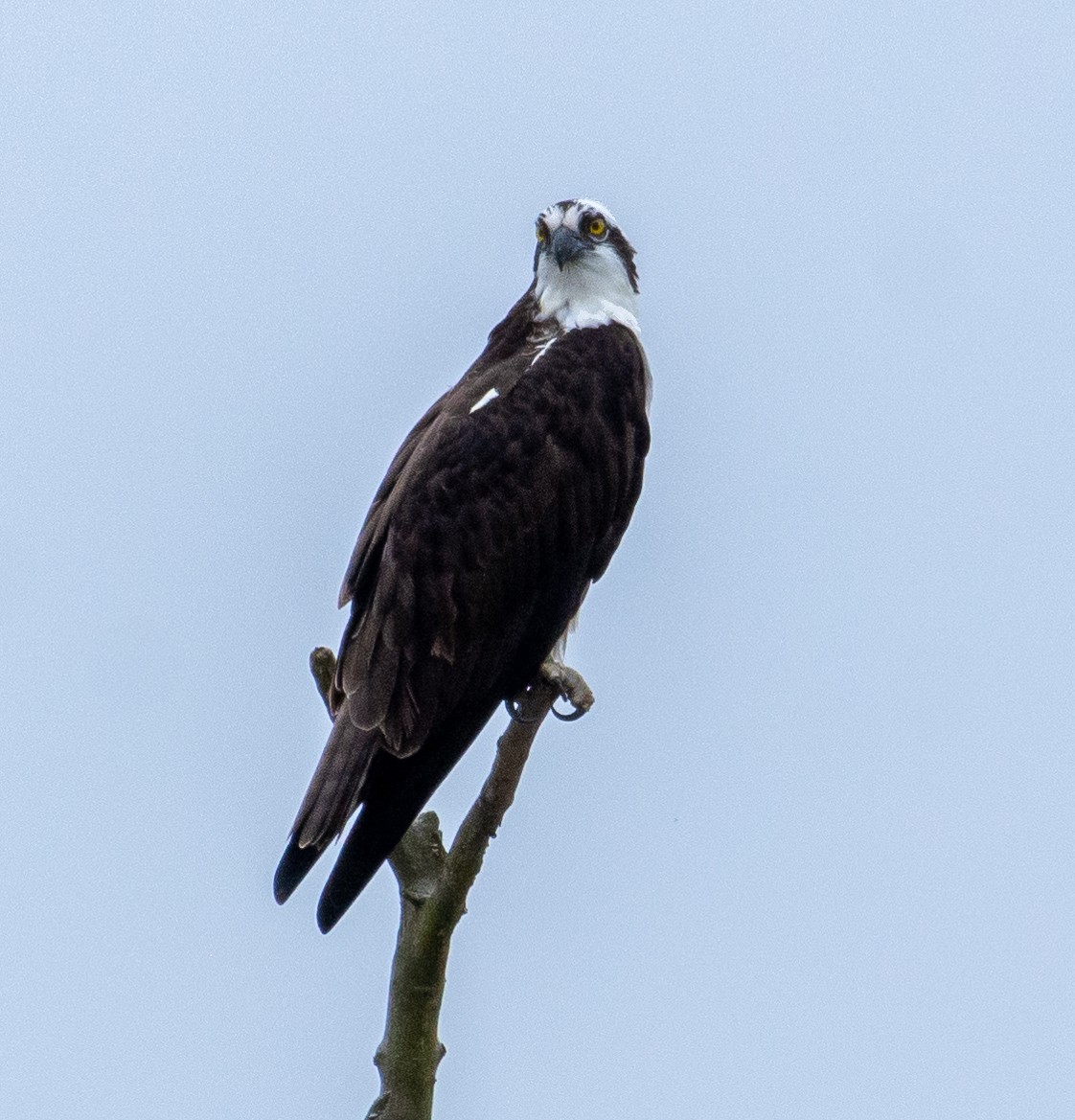 Osprey - Eric Bodker