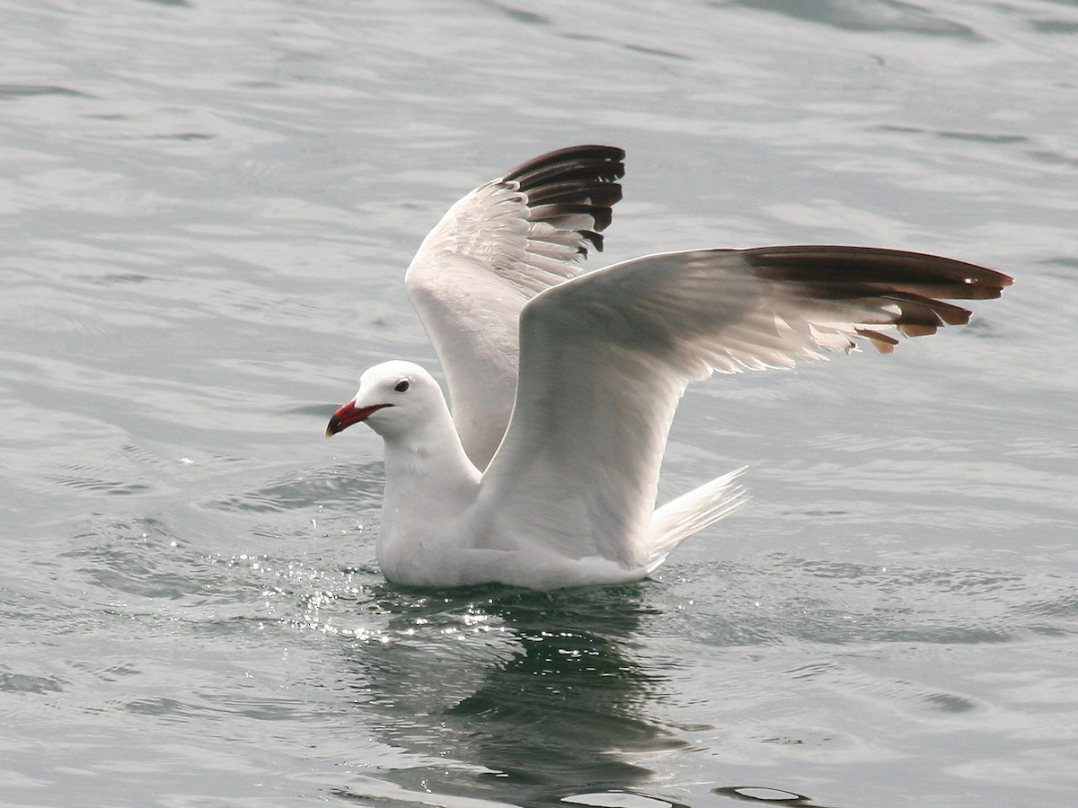 Audouin's Gull - ML317258471