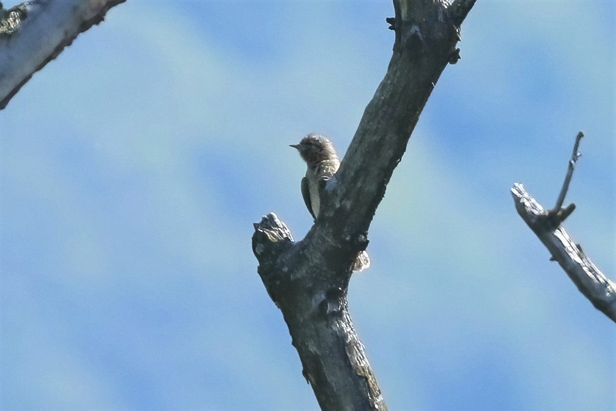 Eurasian Wryneck - ML317259581