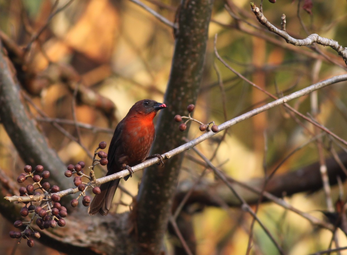 Red-throated Ant-Tanager - ML31726141