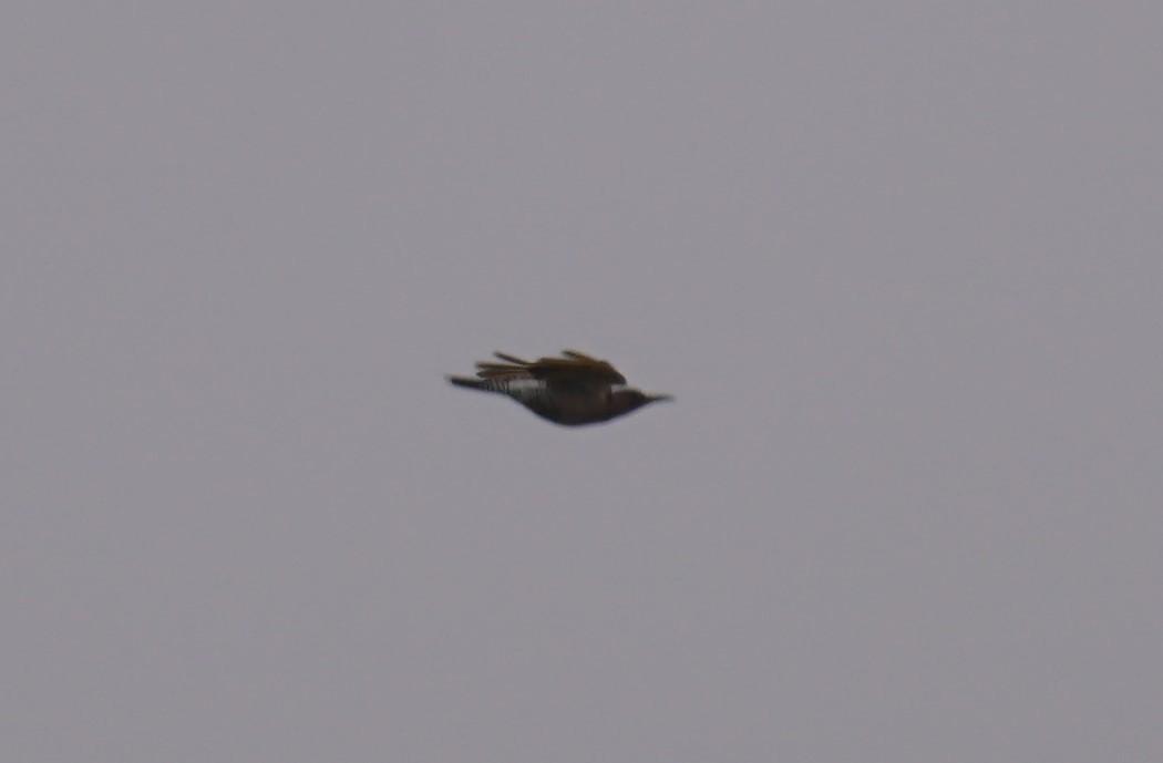 Northern Flicker - Cindy & Gene Cunningham