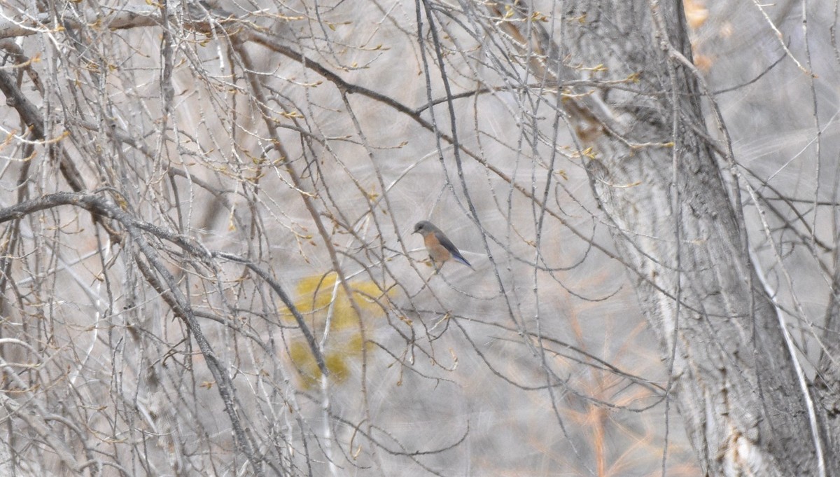 Western Bluebird - ML317262501