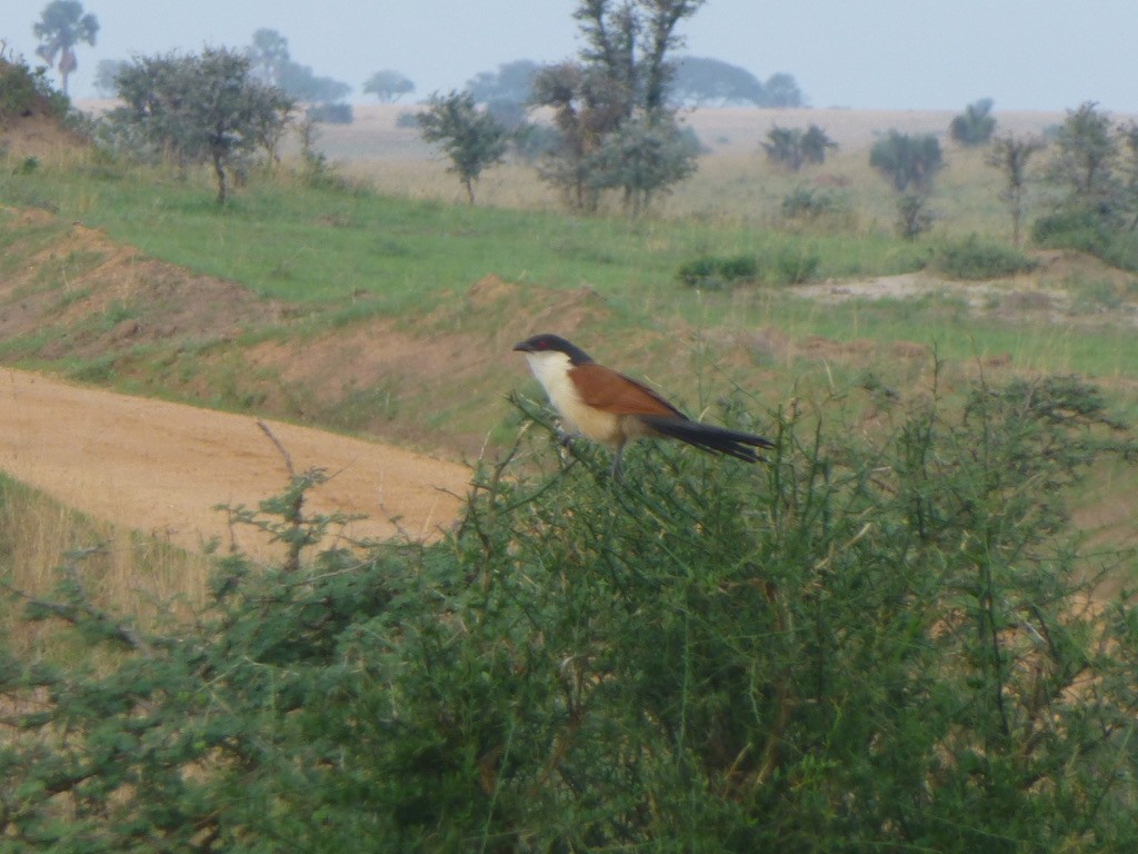 Senegal Coucal - ML317262631