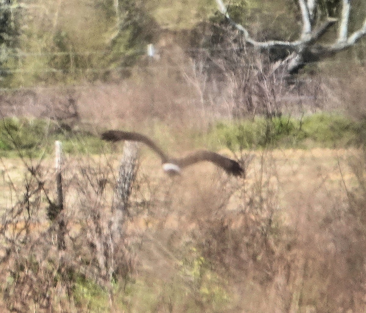 Northern Harrier - ML317262771