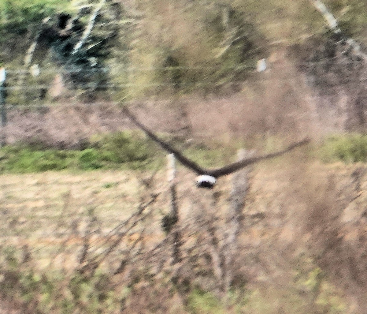 Northern Harrier - Doug Wassmer