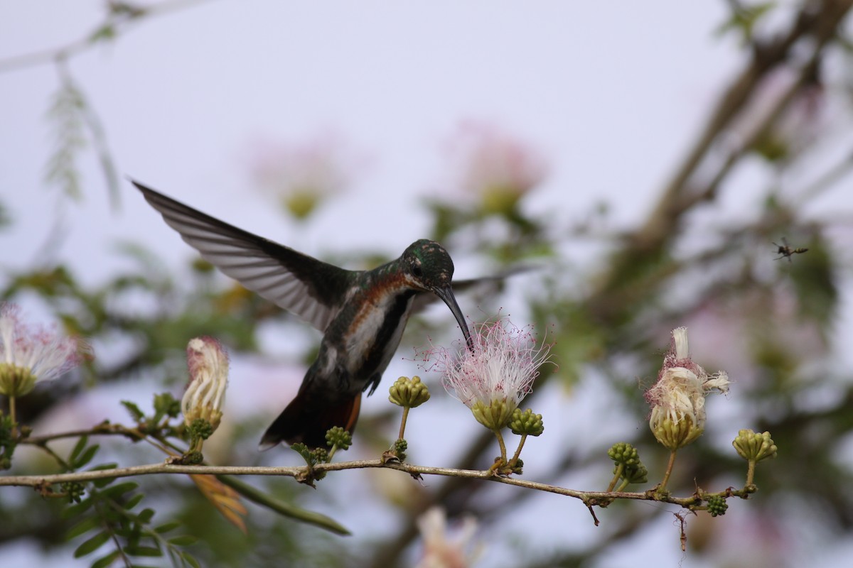 Veragua-Mangokolibri - ML31726281