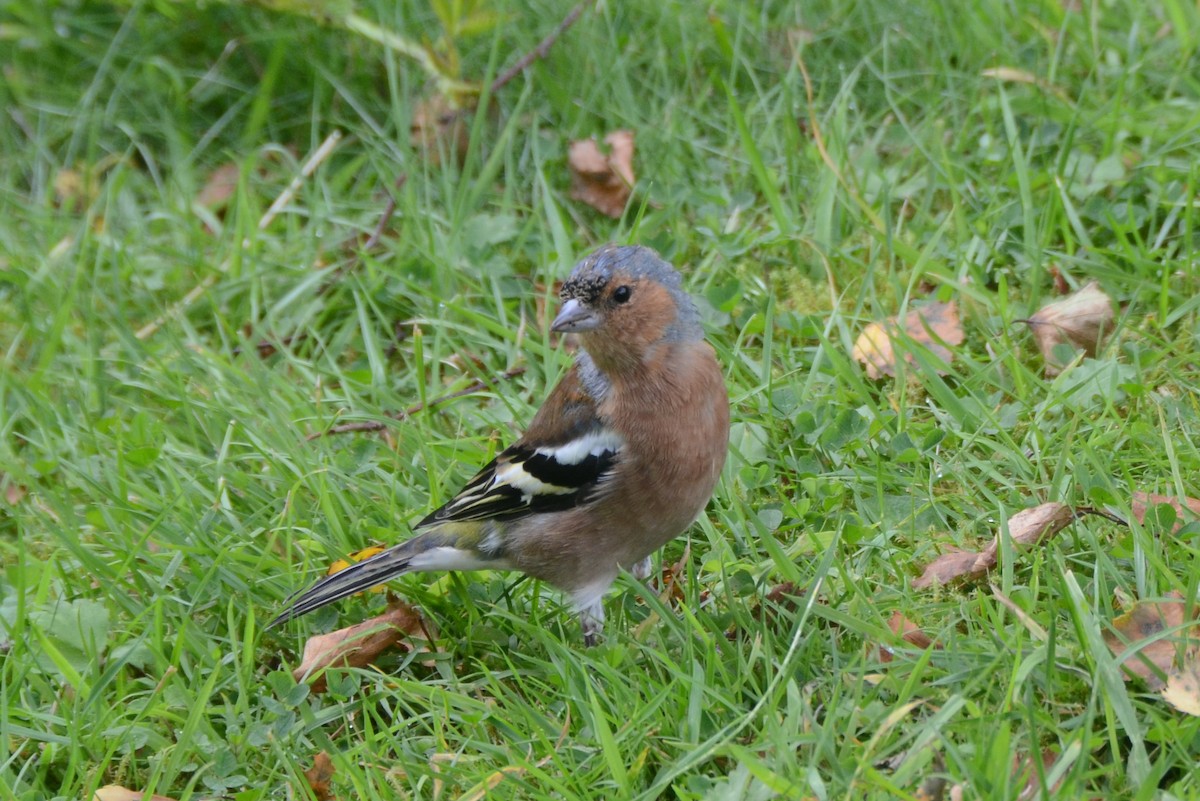 Common Chaffinch - ML317265281