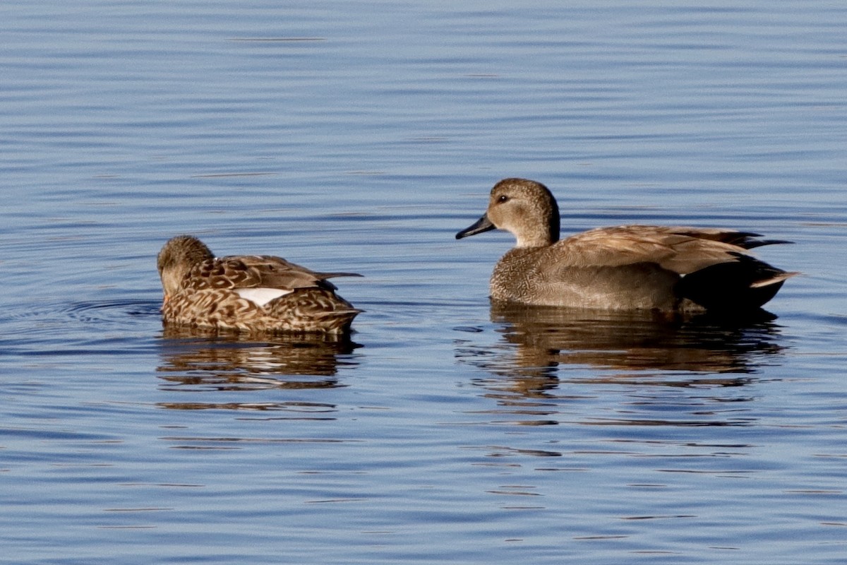 Gadwall - ML317265471