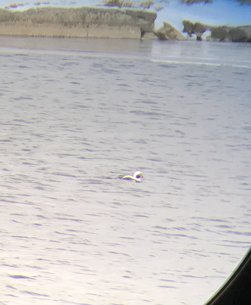 Long-tailed Duck - ML317265531