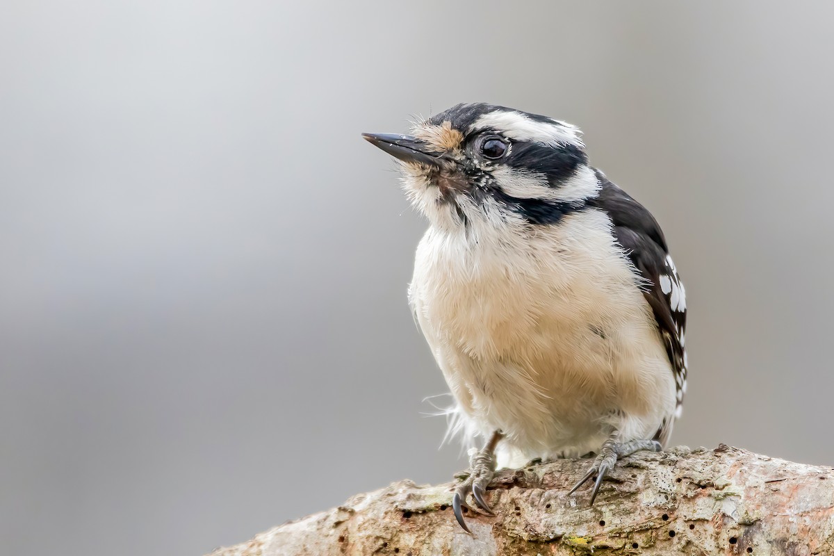 Downy Woodpecker - ML317268001