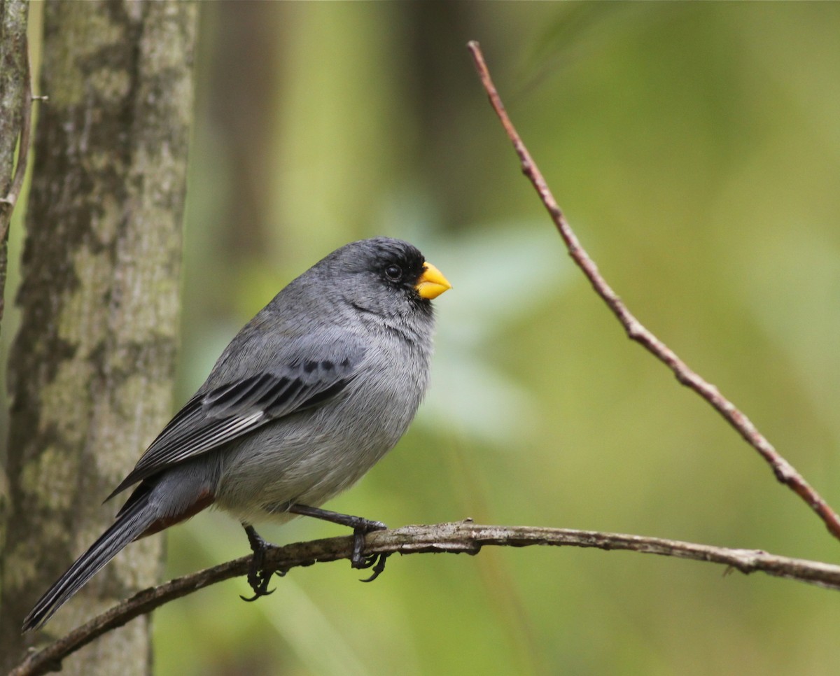 Band-tailed Seedeater - Ian Davies