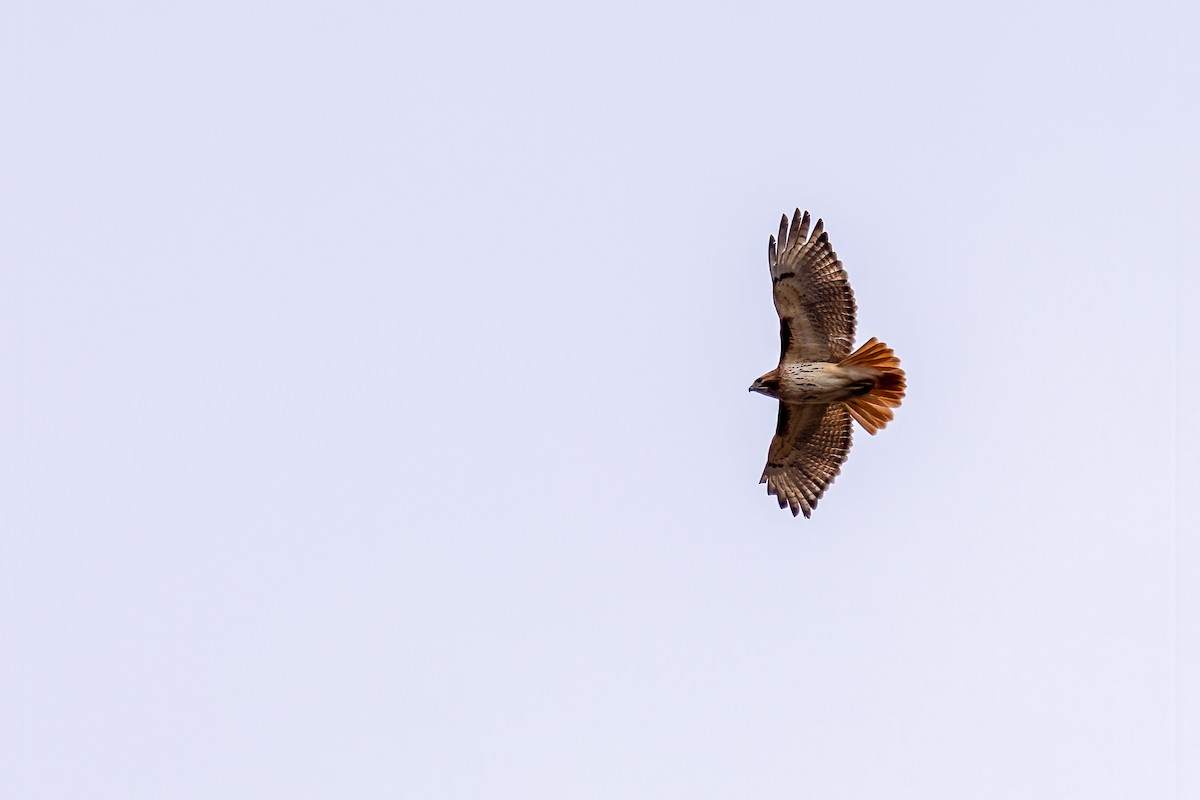 Red-tailed Hawk - Bill Hatch